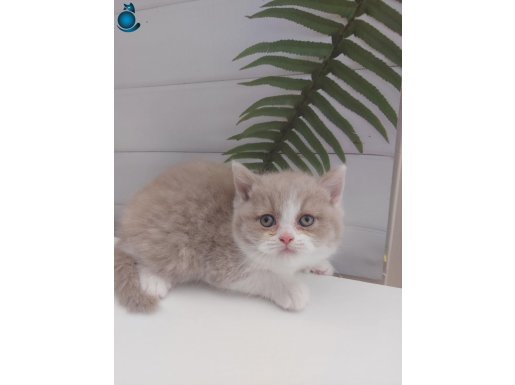 FAWN BICOLOR ERKEK BRITISH SHORTHAIR