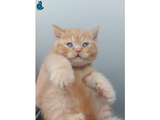 RED ERKEK BRITISH SHORTHAIR