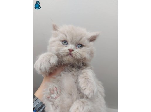 FAWN DİŞİ BRITISH LONGHAIR