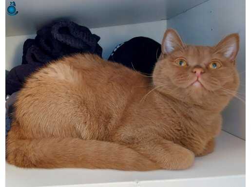 Ücretsiz Kısırlaştırma şartlı Safkan British Shorthsir