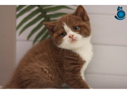 Cinnamon Safkan British Shorthair Bebekler