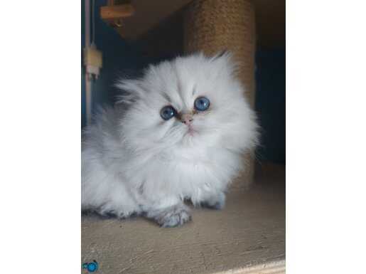 Golden point Mavi gözlü British Longhair