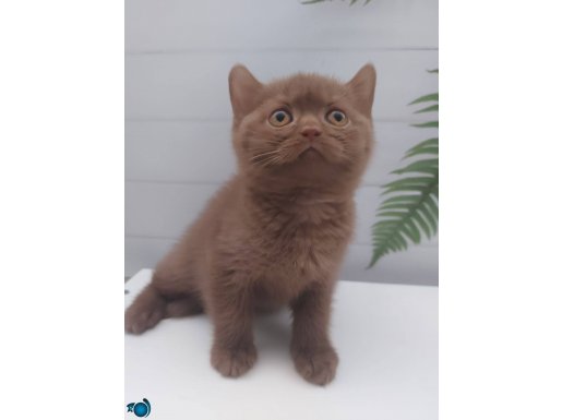 Dişi Cinnamon British Shorthair
