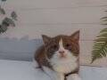 SAFKAN BRITISH SHORTHAIR BEBEKLER