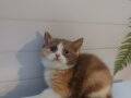 SAFKAN BRITISH SHORTHAIR BEBEKLER