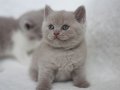 DİŞİ FAWN SAFKAN BRITISH SHORTHAIR