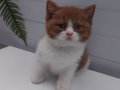 ERKEK CINNAMON BICOLOR BRITISH SHORTHAIR