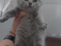 BLUE - BLUE BICOLOR - LILAC BRITISH SHORTHAIR YAVRULARIMIZ