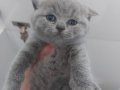 BLUE - BLUE BICOLOR - LILAC BRITISH SHORTHAIR YAVRULARIMIZ