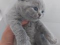 BLUE - BLUE BICOLOR - LILAC BRITISH SHORTHAIR YAVRULARIMIZ