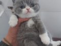 BLUE - BLUE BICOLOR - LILAC BRITISH SHORTHAIR YAVRULARIMIZ