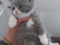 BLUE - BLUE BICOLOR - LILAC BRITISH SHORTHAIR YAVRULARIMIZ