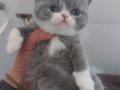 BLUE - BLUE BICOLOR - LILAC BRITISH SHORTHAIR YAVRULARIMIZ
