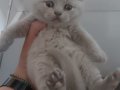 BLUE - BLUE BICOLOR - LILAC BRITISH SHORTHAIR YAVRULARIMIZ