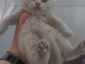 BLUE - BLUE BICOLOR - LILAC BRITISH SHORTHAIR YAVRULARIMIZ