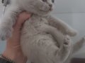 BLUE - BLUE BICOLOR - LILAC BRITISH SHORTHAIR YAVRULARIMIZ