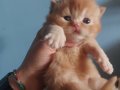 RED VE RED BICOLOR ERKEK BRITISH SHORTHAIR YAVRULAR