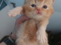 RED VE RED BICOLOR ERKEK BRITISH SHORTHAIR YAVRULAR
