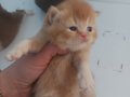 RED VE RED BICOLOR ERKEK BRITISH SHORTHAIR YAVRULAR
