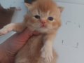 RED VE RED BICOLOR ERKEK BRITISH SHORTHAIR YAVRULAR