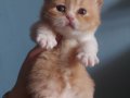RED VE RED BICOLOR ERKEK BRITISH SHORTHAIR YAVRULAR