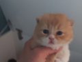 RED VE RED BICOLOR ERKEK BRITISH SHORTHAIR YAVRULAR