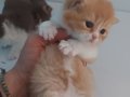 RED VE RED BICOLOR ERKEK BRITISH SHORTHAIR YAVRULAR