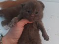 CHOCOLATE VE CHOCOLATE BICOLOR YAVRULARIMIZ