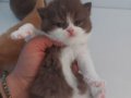 CHOCOLATE VE CHOCOLATE BICOLOR YAVRULARIMIZ