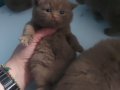 CINNAMON BRITISH SHORTHAIR YAVRULARIMIZ