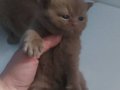 CINNAMON BRITISH SHORTHAIR YAVRULARIMIZ