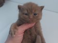 CINNAMON BRITISH SHORTHAIR YAVRULARIMIZ