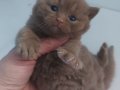 CINNAMON BRITISH SHORTHAIR YAVRULARIMIZ
