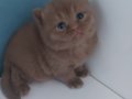 CINNAMON BRITISH SHORTHAIR YAVRULARIMIZ
