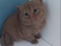 CINNAMON BRITISH SHORTHAIR YAVRULARIMIZ