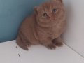 CINNAMON BRITISH SHORTHAIR YAVRULARIMIZ