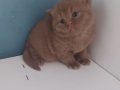 CINNAMON BRITISH SHORTHAIR YAVRULARIMIZ