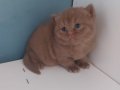 CINNAMON BRITISH SHORTHAIR YAVRULARIMIZ