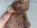 CINNAMON BRITISH SHORTHAIR YAVRULARIMIZ