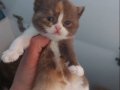DİŞİ CALICO BRITISH SHORTHAIR YAVRUMUZ