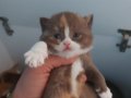 DİŞİ CALICO BRITISH SHORTHAIR YAVRUMUZ