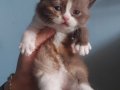 DİŞİ CALICO BRITISH SHORTHAIR YAVRUMUZ