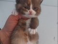 DİŞİ CALICO BRITISH SHORTHAIR YAVRUMUZ