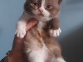 DİŞİ CALICO BRITISH SHORTHAIR YAVRUMUZ