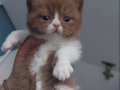 CINNAMON VE CINNAMON BICOLOR BRITISH SHORTHAIR YAVRULARIMIZ