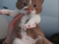 CINNAMON VE CINNAMON BICOLOR BRITISH SHORTHAIR YAVRULARIMIZ
