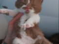 CINNAMON VE CINNAMON BICOLOR BRITISH SHORTHAIR YAVRULARIMIZ