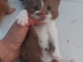 CINNAMON VE CINNAMON BICOLOR BRITISH SHORTHAIR YAVRULARIMIZ