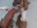 CINNAMON VE CINNAMON BICOLOR BRITISH SHORTHAIR YAVRULARIMIZ