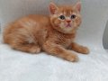 RED GARFIELD BRITISH SHORTHAIR